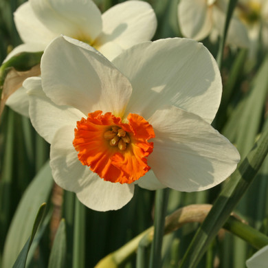 Daffodil 'La Riante' - 5 bulbs