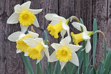 Daffodil 'Melyor' - 5 bulbs
