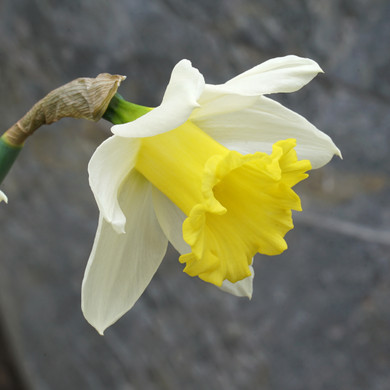Daffodil 'Melyor' - 5 bulbs