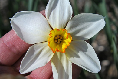 Daffodil 'Seagull' - 5 bulbs