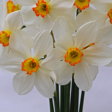 Daffodil 'Seagull' - 5 bulbs