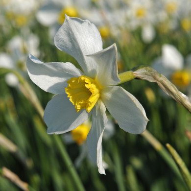 Daffodil 'White Lady' - 5 bulbs