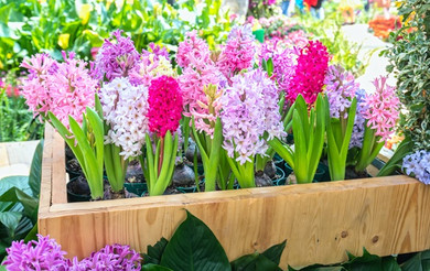 Hyacinthus Hyacinth Pink 'Fondant' - 5 bulbs 