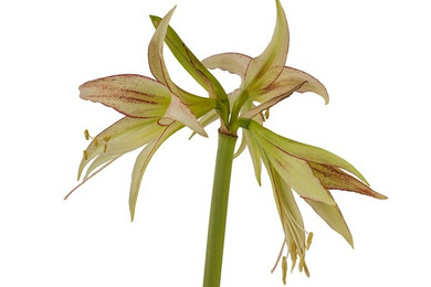 (Amaryllis) Hippeastrum Emerald - 1 bulb