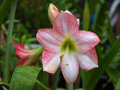 (Amaryllis) Hippeastrum Appleblossom - 1 bulb