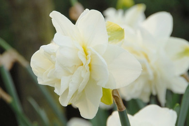  Daffodil  'Obdam' - 5 bulbs