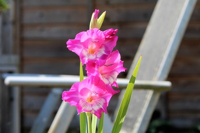 Gladiolus 'Charm' - 3 bulbs