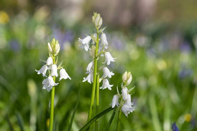 Hyacinthoides hispanica 'White City Bluebells' - 10 bulbs 