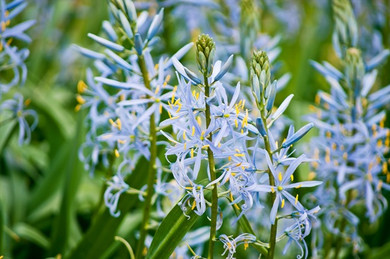 Camassia quamash - 10 bulbs