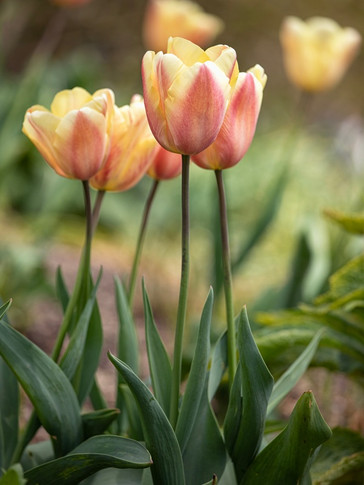 Tulipa 'Apricot Foxx' - 5 bulbs
