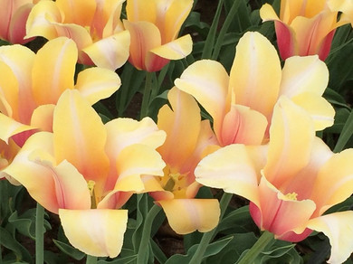 Tulipa 'Blushing Beauty' - 5 bulbs