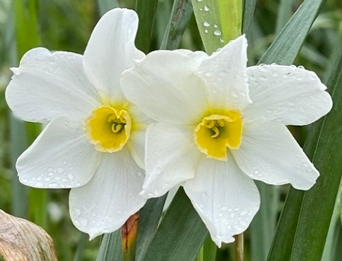 Narcissus x medioluteus 'Twin Sisters' Heirloom Daffodils