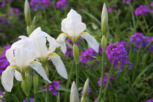 White Cemetery Iris (Iris albicans) - 5 Tubers