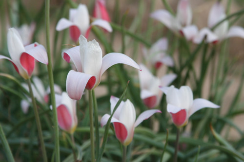 Tulipa clusiana 'Lady Jane' - 20 bulbs