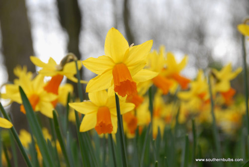 Daffodil 'Jetfire' - Southern Flower Bulb