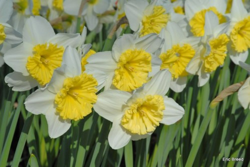 Daffodil 'Ice Follies' -  5 bulbs