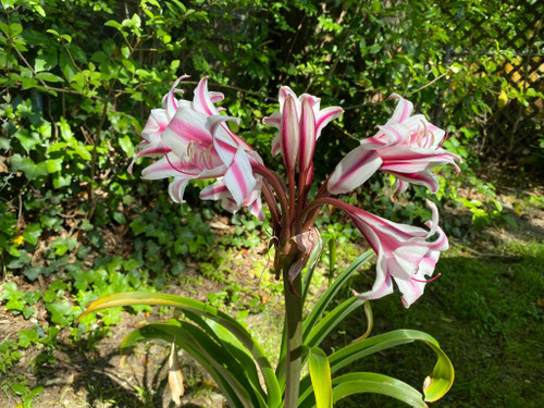 Crinum 'Schreck' Crinum 'Schreck'
