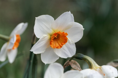 Daffodil 'Barret Browning' - bulbs