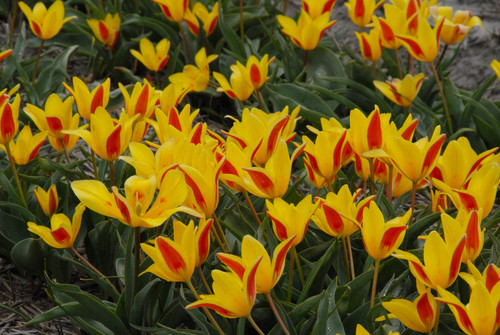 Tulipa 'Tschimganica' - 5 bulbs