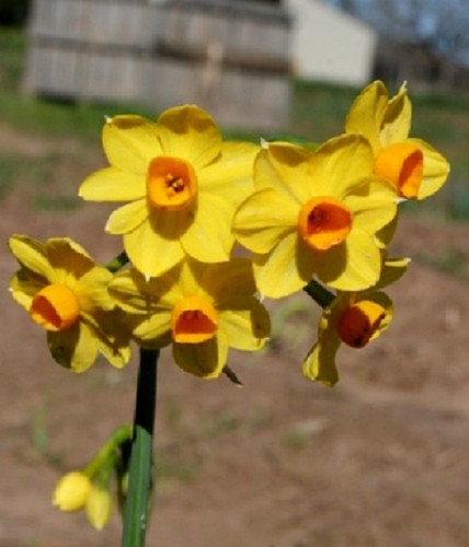 Daffodil 'Grand Soleil d'Or' -  bulbs 