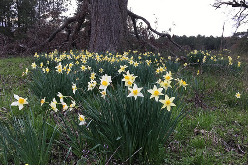 Heirloom "Incomparable" Daffodil -  10 bulbs