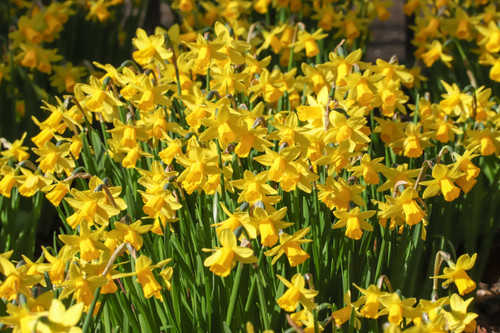 Tete-a-Tete Miniature Daffodil Bulbs, Narcissus