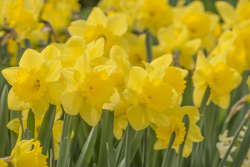50 Dutch Master Daffodil Bulbs 