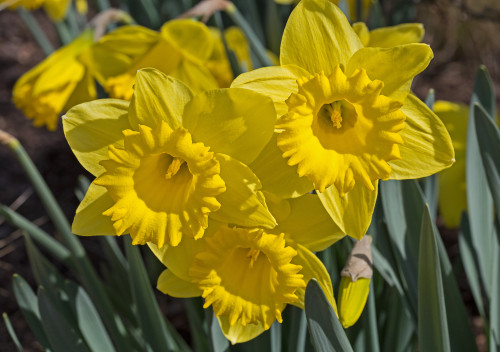 Yellow Trumpet Daffodil:Daffodil Bulbs