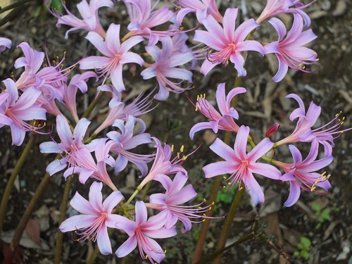 Electric Blue Spider Lily Lycoris Sprengeri 5pcs-bulbs-lycoris-radiata-spider-lily-bulb-seeds-home-flower-seeds