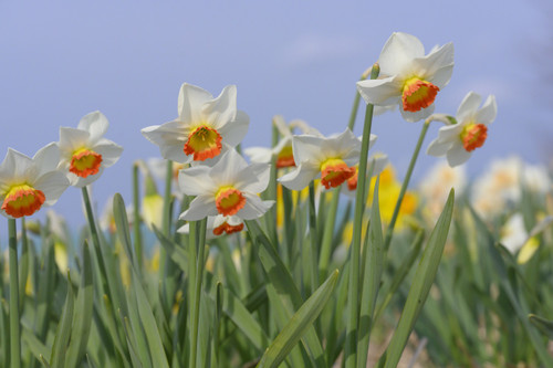 Daffodil 'Colin's Joy' - 5 bulbs