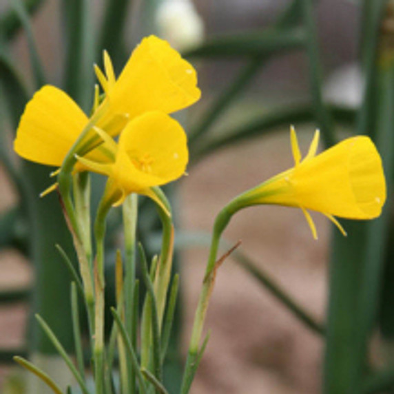 A precious and rare, but very tough Southern bulb, standing only 4"-8" high with distinctive bright yellow blooms. Zones 6-8