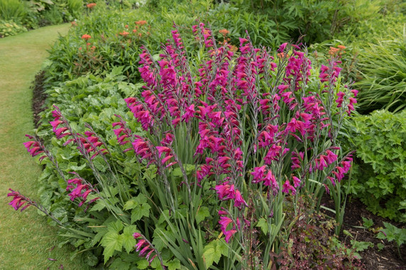 Gladiolus byzantinus 'Byzantine Gladiolus' - 3 bulbs