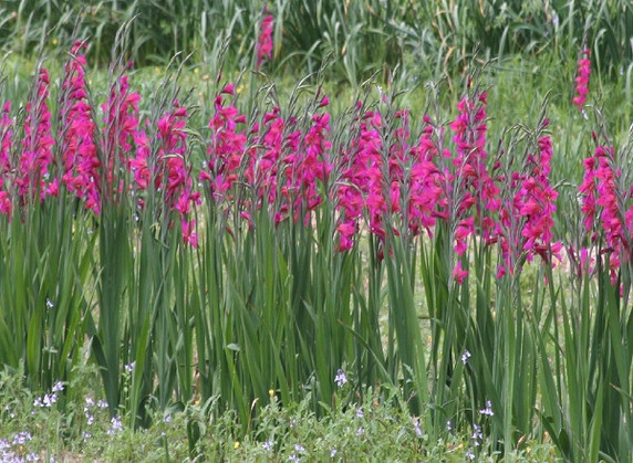 Gladiolus byzantinus 'Byzantine Gladiolus' - 3 bulbs