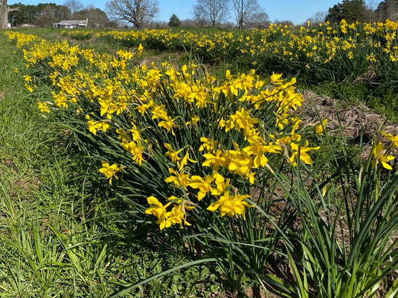 Heirloom 'Campernelle' - 10 bulbs