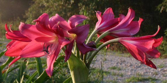 Crinum 'Ellen Bosanquet' (Small) - 1 bulb