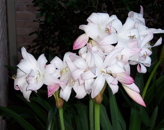 Crinum Mrs. James Hendry (Small) - 1 bulb