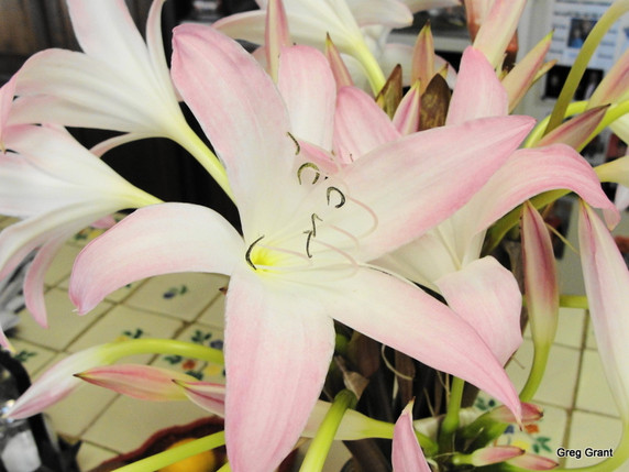 Crinum 'Summer Nocturne' - 3 bulbs