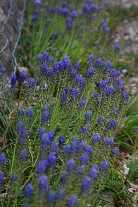 Muscari "Grape Hyacinth" - 20 bulbs