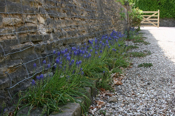 Muscari "Grape Hyacinth" - 20 bulbs