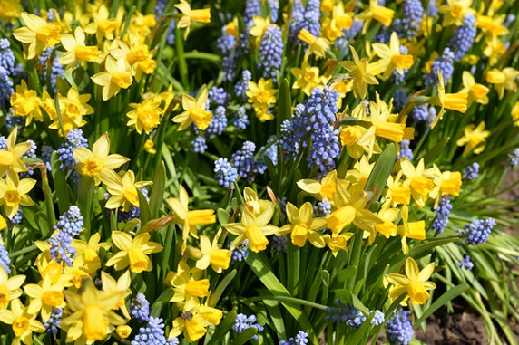 Muscari "Grape Hyacinth" - 20 bulbs