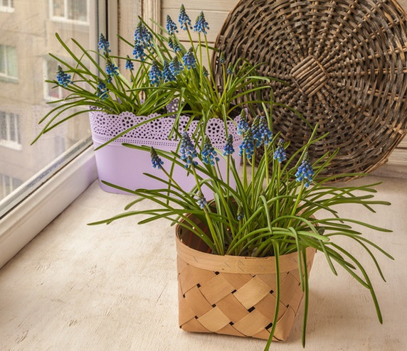 Muscari "Grape Hyacinth" - 20 bulbs