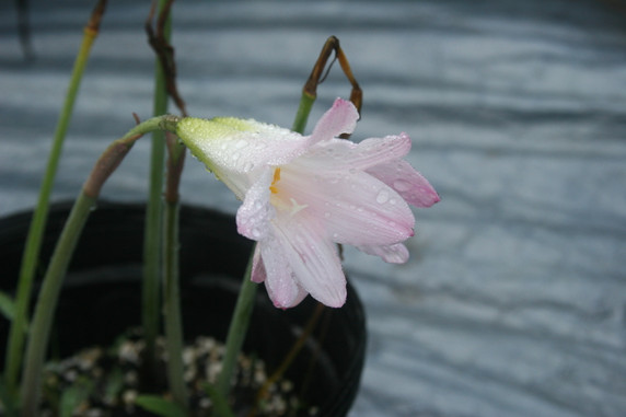 Habranthus robustus 'Russell Manning' Pink Rain Lily - 4-4" pots 