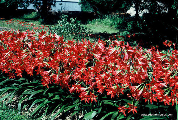 Hardy Amaryllis Bulb (Hippeastrum x johnsonii) - 1 bulb