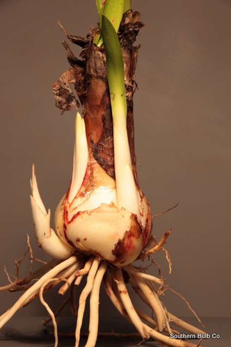 Hymenocallis 'Tropical Giant' (Small/Starter) - 1 bulb