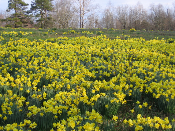 Heirloom 'Lent Lily' - 10 bulbs