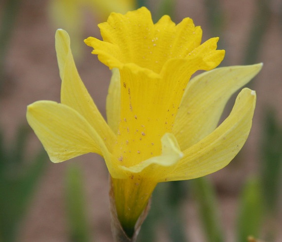 Heirloom 'Lent Lily' - 10 bulbs