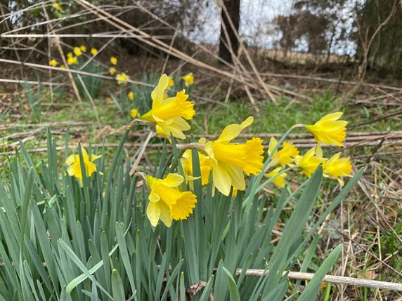 Heirloom 'Lent Lily' - 10 bulbs