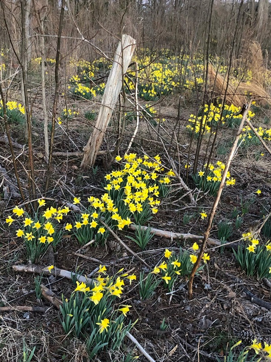 Heirloom 'Lent Lily' - 10 bulbs