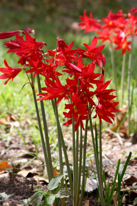 Oxblood Lily or "Schoolhouse Lily" - 4 bulbs