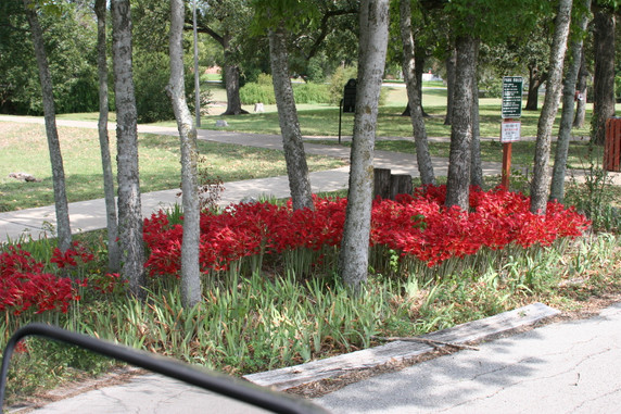 Oxblood Lily or "Schoolhouse Lily" - 4 bulbs